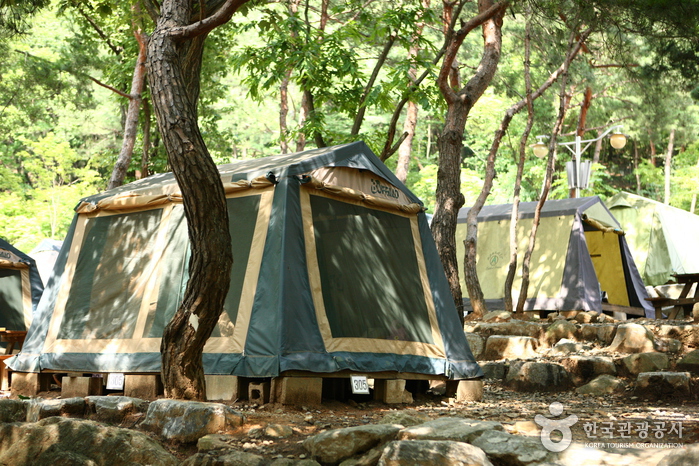 去年暑假迈克和他的朋友们去自然公园里野营。