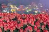 Everland (Gyeonggi-do Yongin)