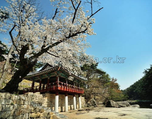 25处韩国的春季风景