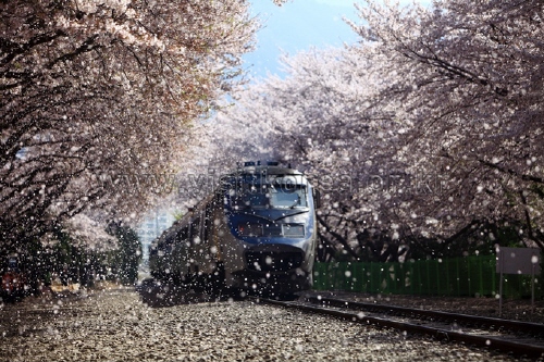 Spring Scenery in Korea