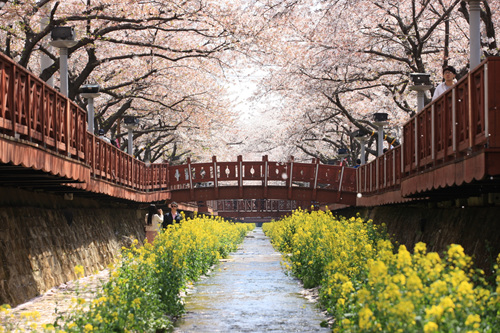 韩国的春花庆典