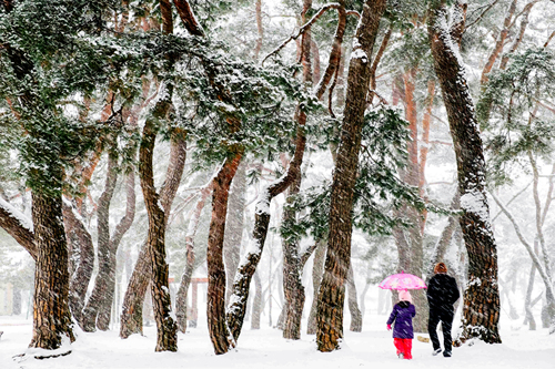 Pine Tree Forest at Yecheon Geumdangsil Village (Gyeongbuk)
