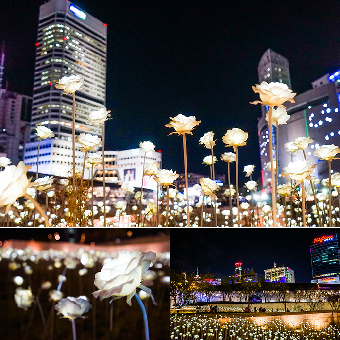 照片)首尔值得一看的夜景名胜, 玫瑰花园