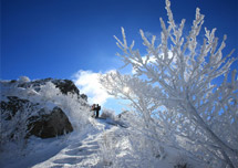 Mt. Deogyusan Snowscape