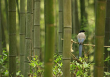 Jungnogwon Garden