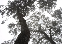 Daewangam Pine Forest