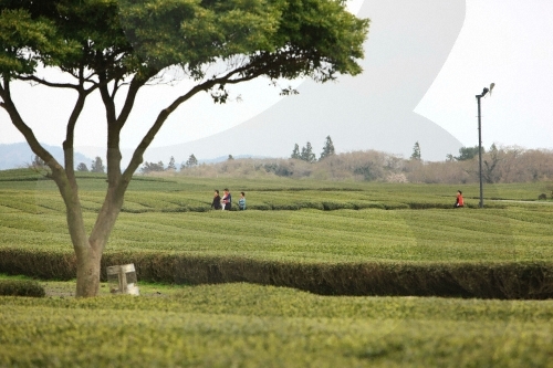 [제주올레 14-1코스] 저지-무릉 올레2