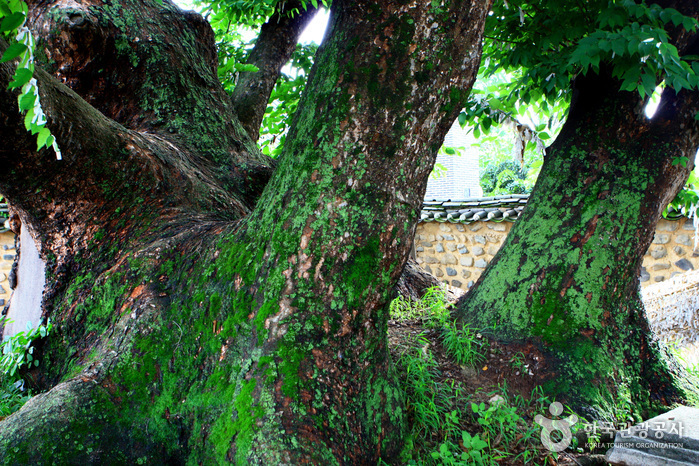 Andong Hahoe Village [UNESCO World Heritage] (안동 하회마을)