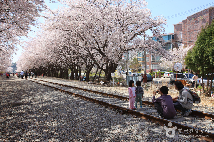 Дорога вишнёвых деревьев на станции Кёнхва (경화역 벚꽃길)3