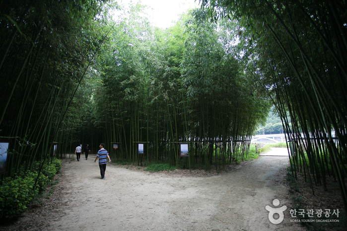 Taehwagang Grand Park (태화강 대공원)