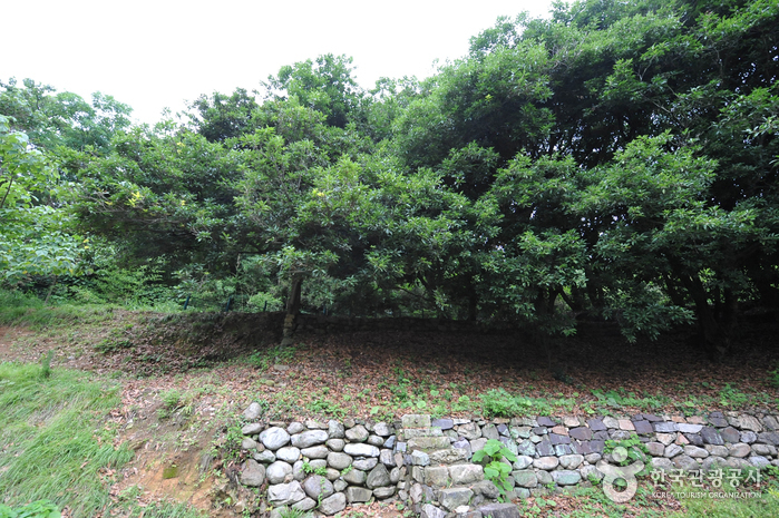함평 기각리 붉가시나무 자생북한지