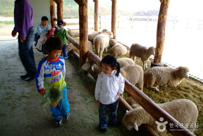 Daegwallyeong Sheep Farm (대관령 양떼목장)