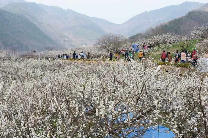 양산 원동매화축제 2019