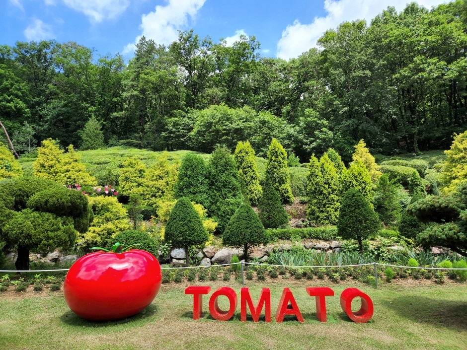 thumbnail-율봄식물원 토마토 시즌-3