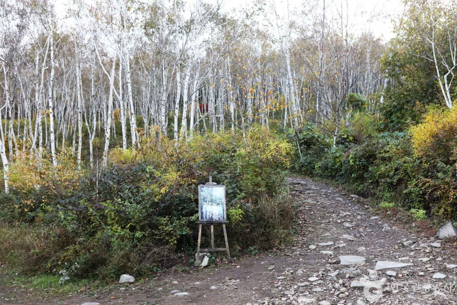 La forêt Seohuri (서후리숲)