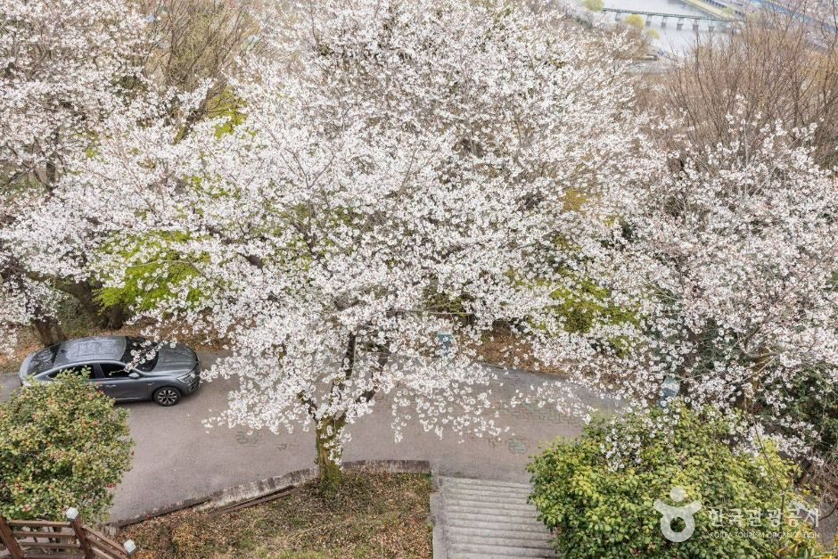 죽도봉공원 (12)