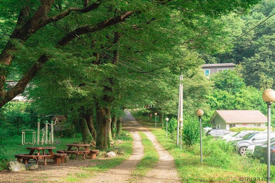 상관 공기마을 편백숲