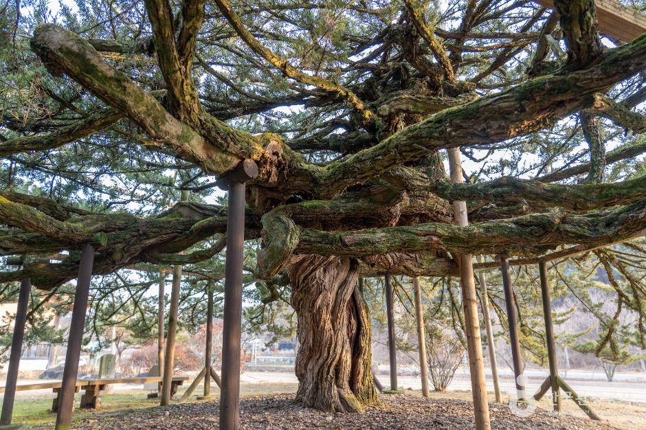 안동 주하리 뚝향나무