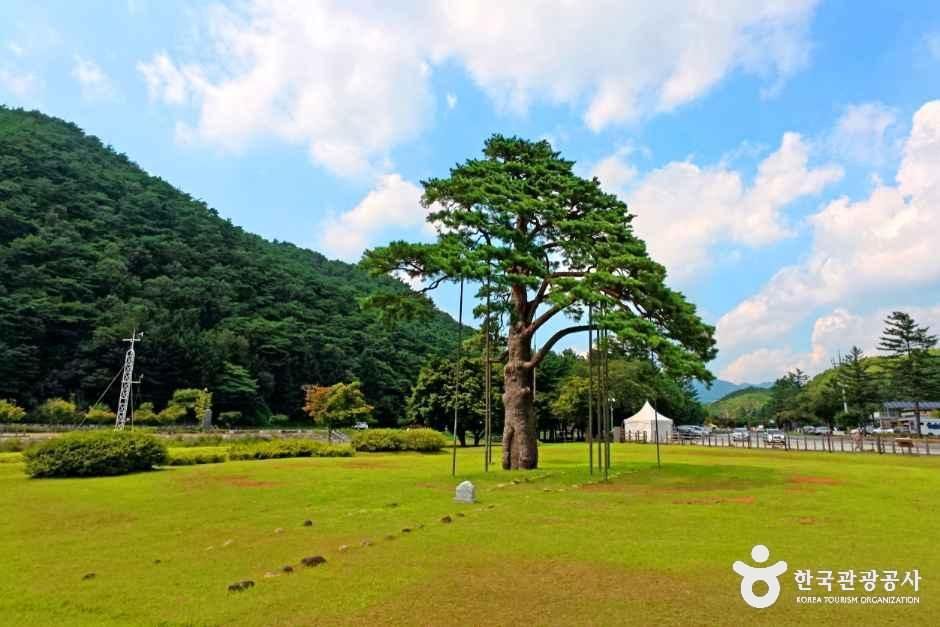 thumbnail-보은 속리 정이품송-13