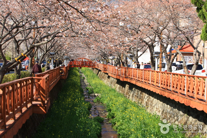 Yeojwacheon Stream (Cherry Blossom Road)