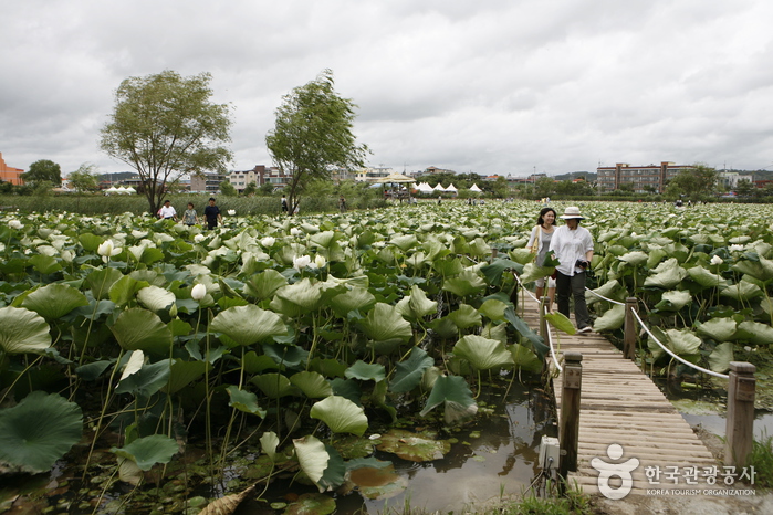 Buyeo Seodong Lotus Festival (부여서동연꽃축제)