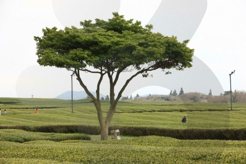 [제주올레 14-1코스] 저지-무릉 올레3