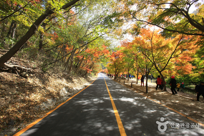 내장산국립공원 사진41