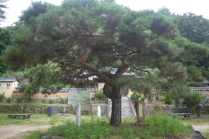 올레길4코스-광복소나무-한국관광공사