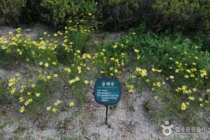 Botanischer Garten Namsan (남산 야외식물원)