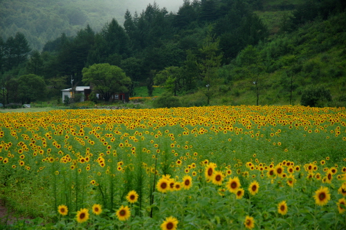 태백 해바라기축제 2018 사진10