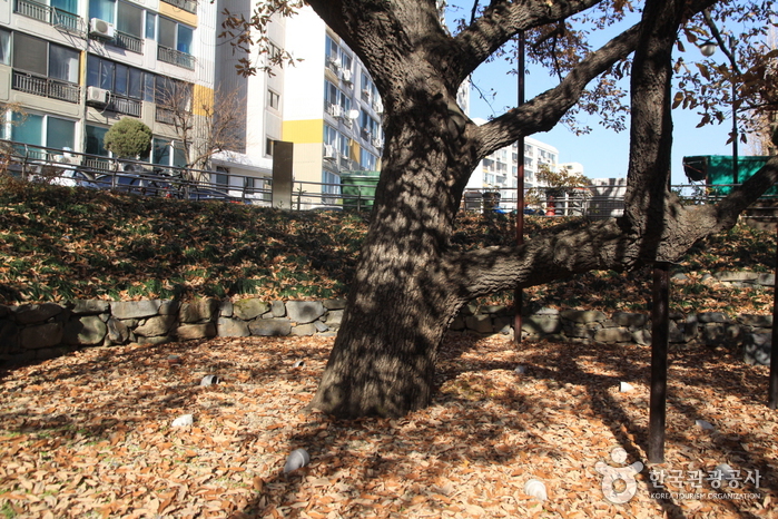 서울 신림동 굴참나무