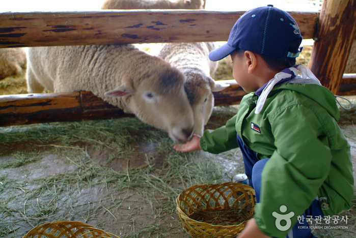 Daegwallyeong Sheep Farm (대관령 양떼목장)