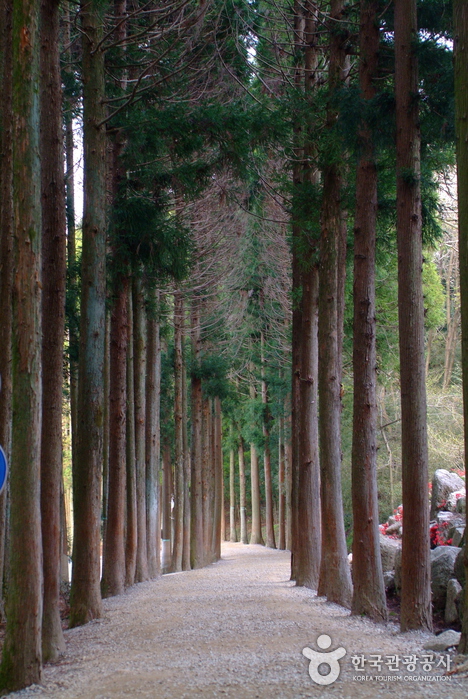 Daehan Dawon Tourist Tea Plantation (Boseong Green Tea Plantation) (보성녹차밭 대한다원)