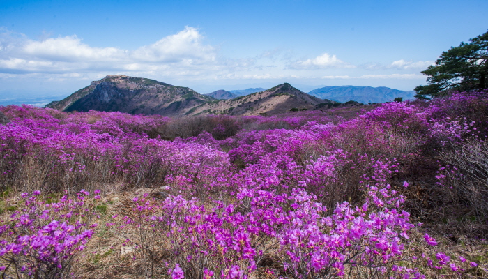 비슬산 참꽃문화제2