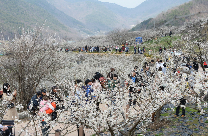 양산 원동매화축제 20194