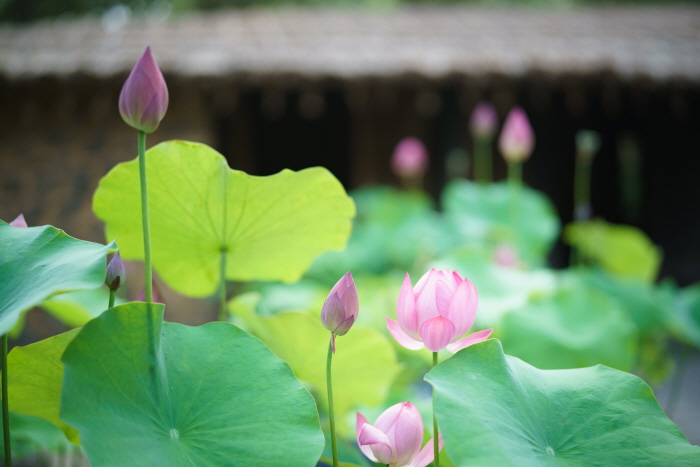 한림공원 연꽃축제3