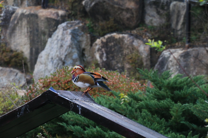 네이처파크 낭만동물원 20192