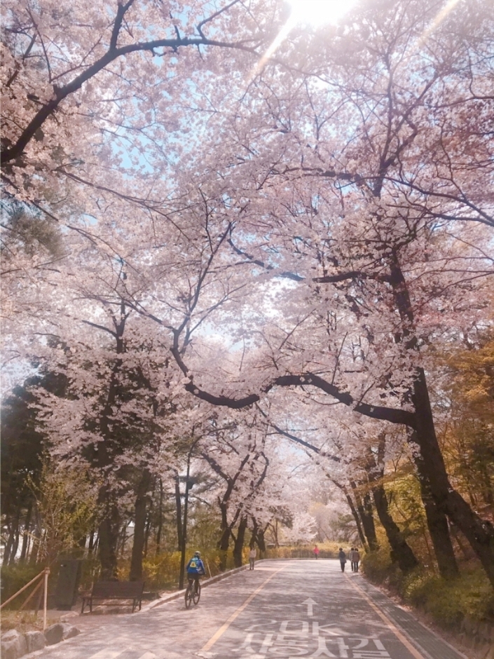 N서울타워 벚꽃 페스티벌 ‘Blossom TOWER’