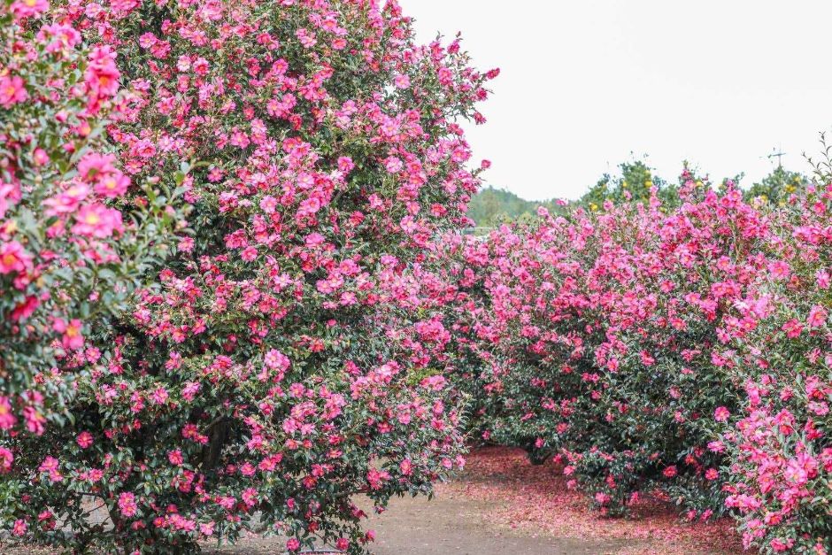 Parque Natural Hueree (휴애리자연생활공원)