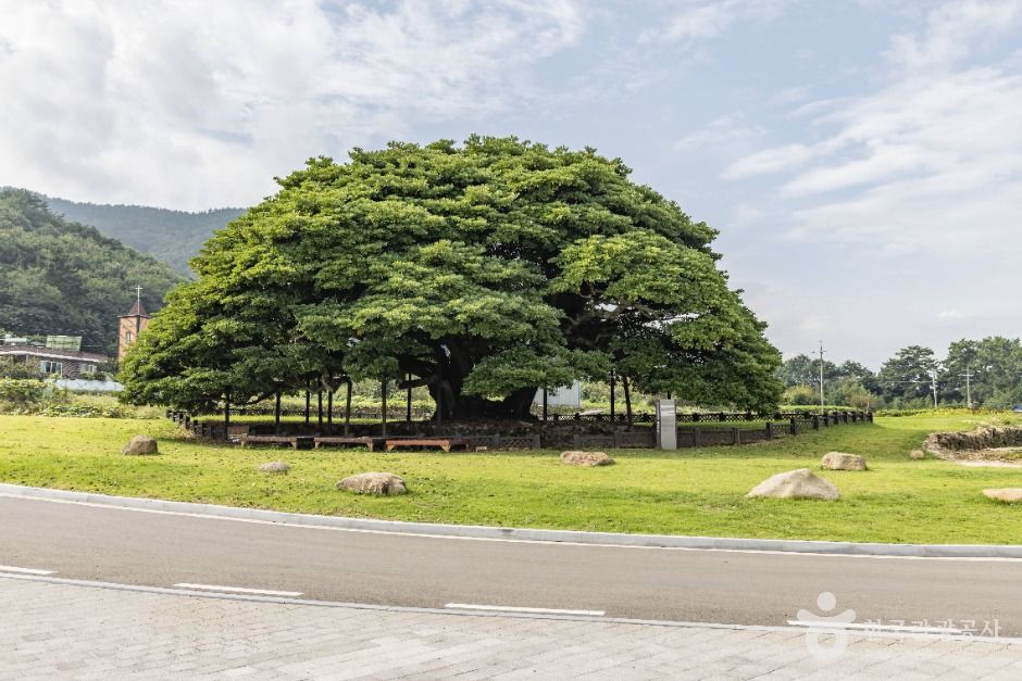 남해 창선도 왕후박나무