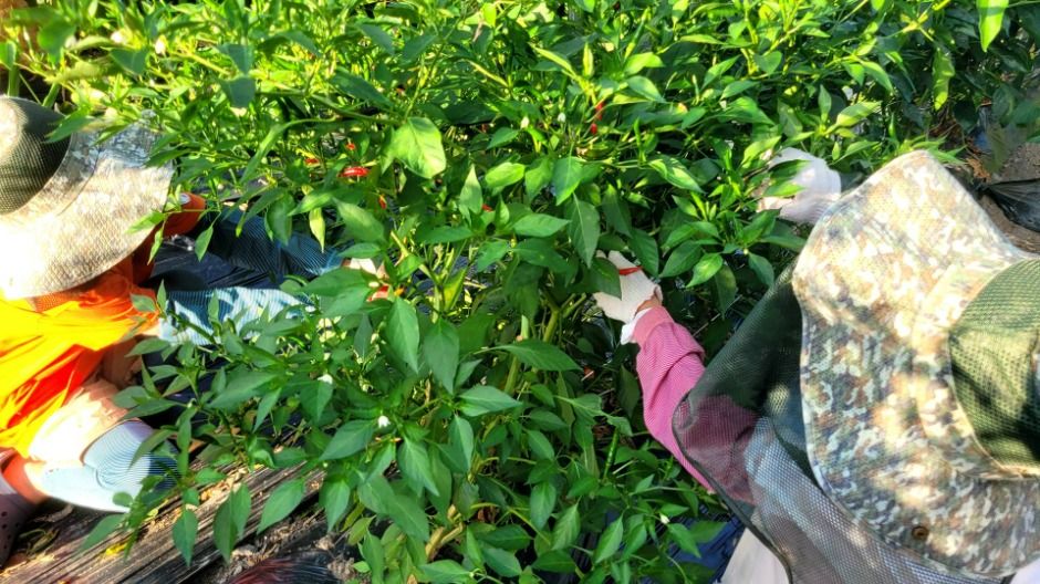 보은_산모랭이풀내음 (6)