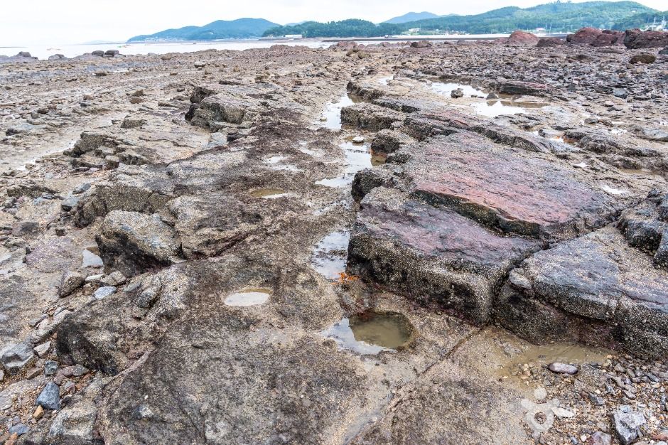 맨삽지(학성리 공룡발자국화석)