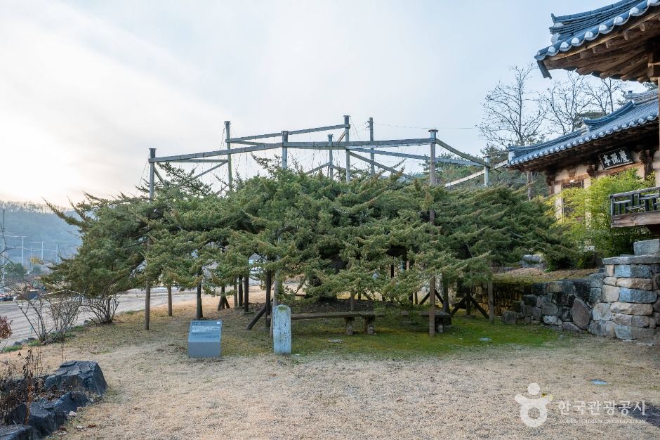 안동 주하리 뚝향나무