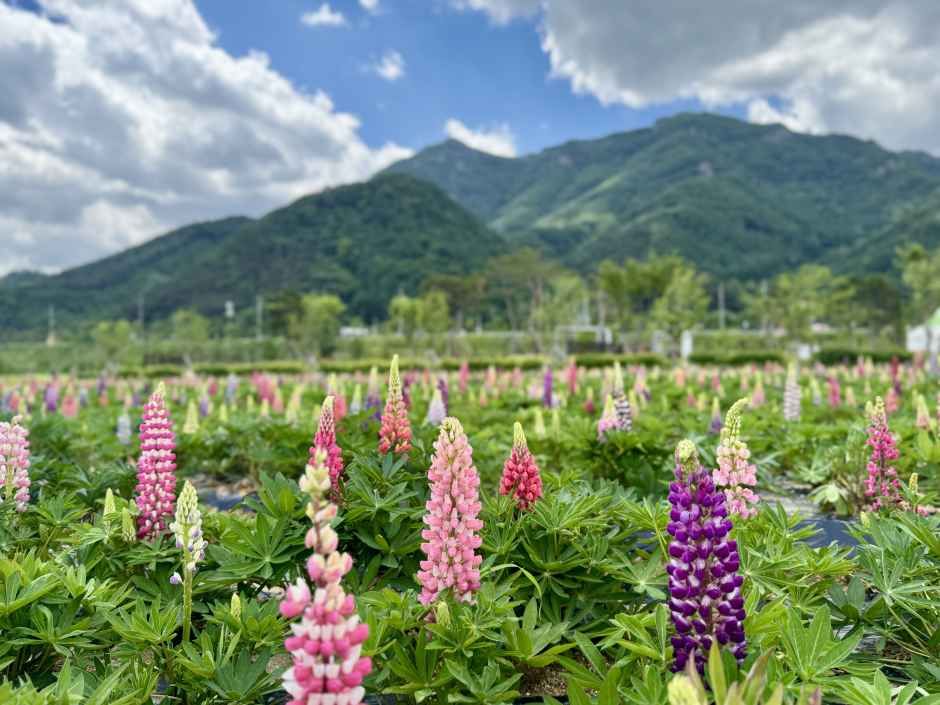 thumbnail-포천 한탄강 가든페스타-4