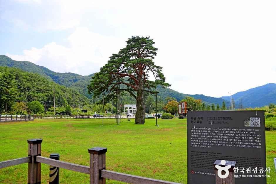 thumbnail-보은 속리 정이품송-14