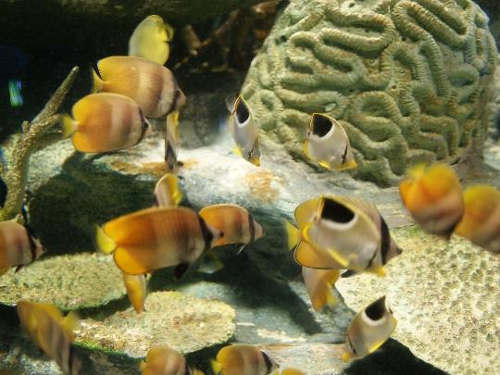 63 Sea World