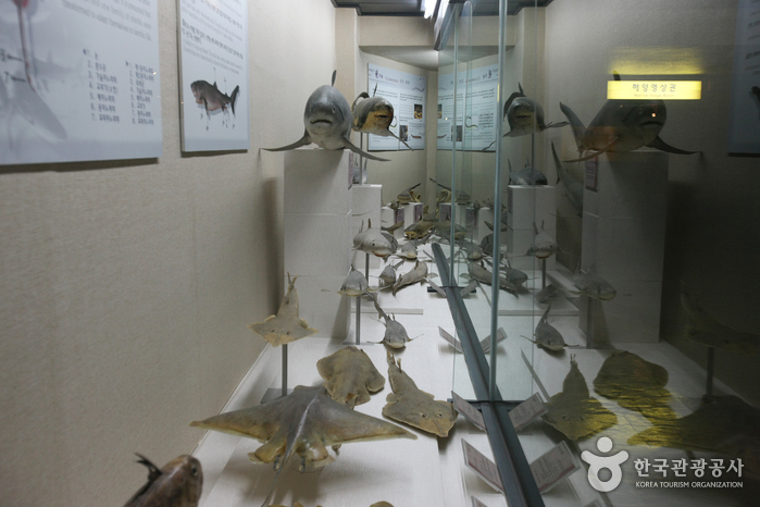 Busan Marine Natural History Museum (부산해양자연사박물관)