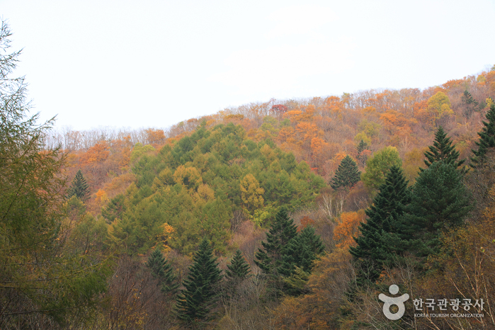Odaesan National Park (오대산국립공원)