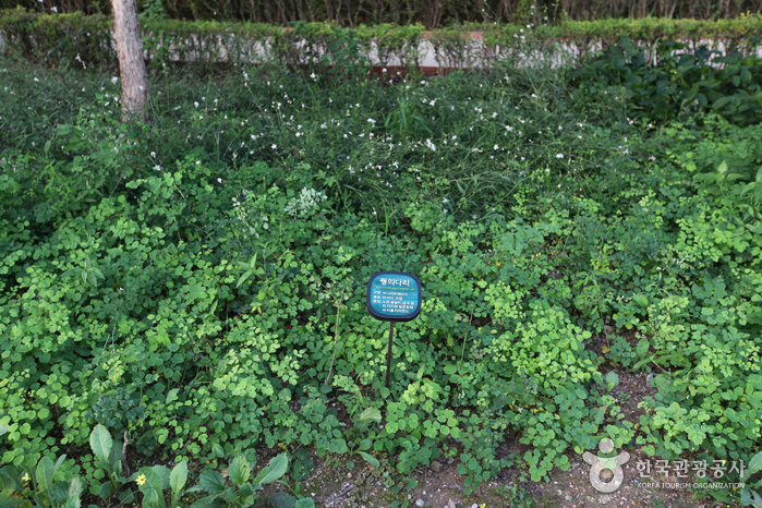 南山野外植物园(남산 야외식물원)