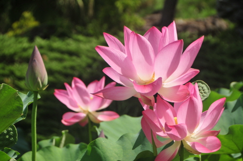 제주 한림공원 연꽃축제 2014